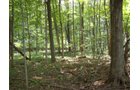 Property photo 42 - 160 Acres Offered in 6 Tracts